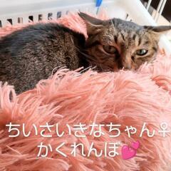 小さいきなちゃん🎀8/11(日)13時～16時  ベスト電器小倉...