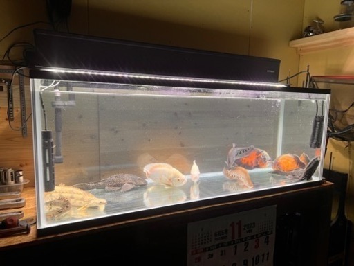 水槽セット、コトブキ、1200