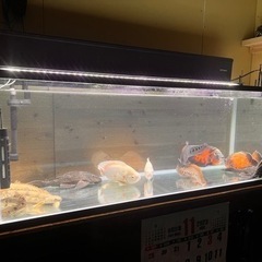 水槽セット、コトブキ、1200