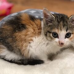 【相談中・募集停止中】《目がかわいいメス三毛の子猫の里親募集》※...