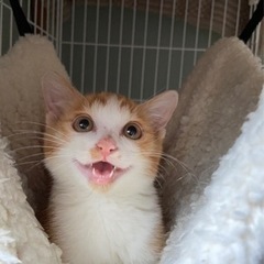 茶白♂モカくん【正式譲渡済み】