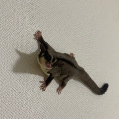 フクロモモンガ クラシック♂