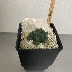 生活雑貨 ガーデニング　オラソニー