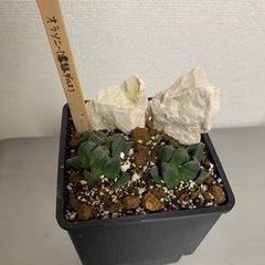 生活雑貨 ガーデニング　オラソニー