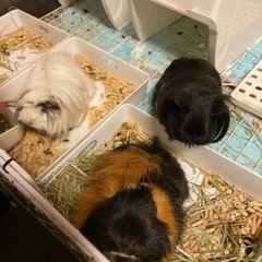 モルモット3匹　メス