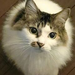 《里親決定》ノルウェージャンフォレストキャット風mix【トスカ】