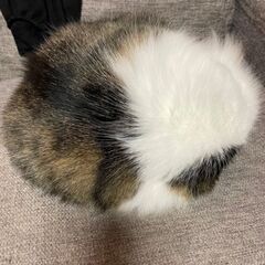 《里親決定》ノルウェージャンフォレストキャット風mix【トスカ】 - 里親募集