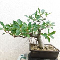 島ガジュマル