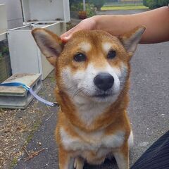 柴犬　女の子　5歳