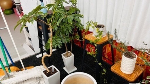 観葉植物 鉢 一式 トータル50万以上