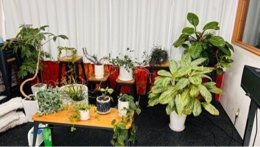 観葉植物 鉢 一式 トータル50万以上