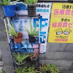 「無料」観葉植物　アロエベラなど　