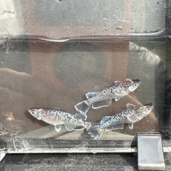 [御神メダカ]極上ミッドナイトフリル(体外光×ラメ)種親候補の画像