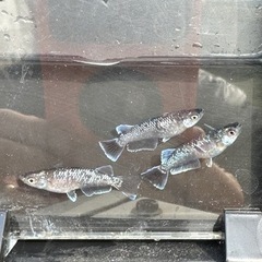 [御神メダカ]極上ミッドナイトフリル(体外光×ラメ)種親候補の画像