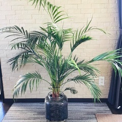大型アレカヤシ　高さ140cm  観葉植物　ハイドロカルチャー　...
