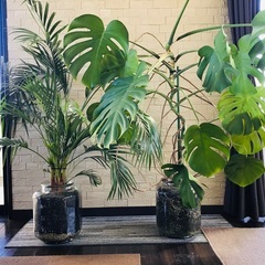 大型　高さ共に約140cm 観葉植物　ハイドロカルチャー　アレカ...