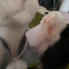 猫ぬいぐるみの画像
