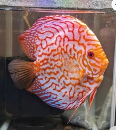 レッドピジョンディスカス　約13～14cm たぶんオス