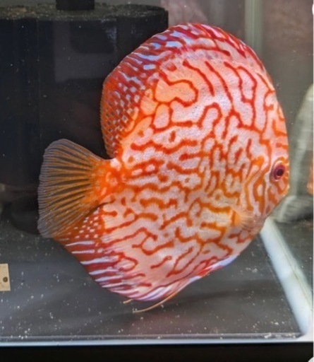 レッドピジョンディスカス　約13～14cm たぶんオス