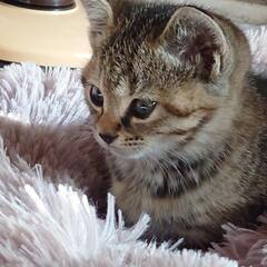 麦わら猫ちゃん里親さん決まりました。 − 群馬県