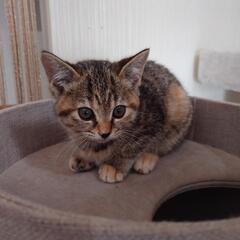 麦わら猫ちゃん里親さん決まりました。 - 猫
