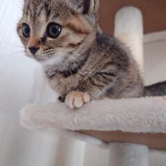 麦わら猫ちゃん里親さん決まりました。 - 高崎市