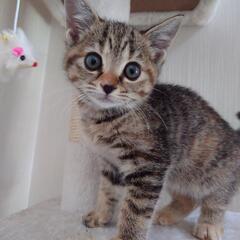 麦わら猫ちゃん里親さん決まりました。