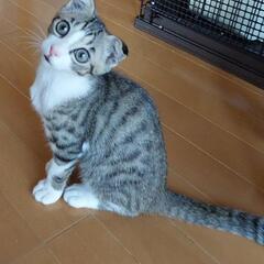 垂れ耳リッツ君