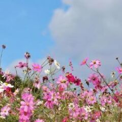 11月22日 お花を植えて日当8000円！