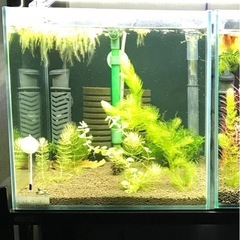 《取引成立》水槽 30 cm キュ－ブ ★ アマゾニアソイル（二層）底敷ADAバクター100他2種類・ツインブリラントスポンジフィルター・底面フィルター・立ち上げセット♪の画像