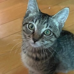 ♪里親募集中♪