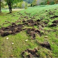 鹿(イノシシ、シカ)の駆除(有害鳥獣)致します
