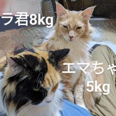 猫たちの世話と清掃の画像