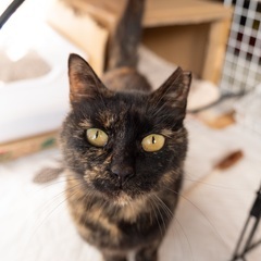 譲渡決定！健康で大人しいサビ猫の里親様を探しています！
