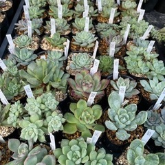多肉植物  250円 