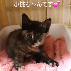 側溝から救出された小桃ちゃん🍑