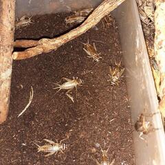 ヨーロッパイエコオロギ　生き餌の画像