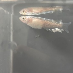 デーンアルビノ　エムスイル様ブリードの画像