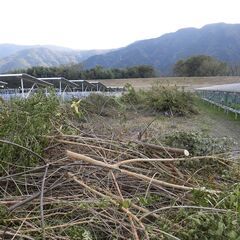 【徳島県三好市三野町になります。】雑木を差し上げます。の画像