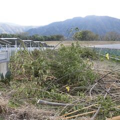 【徳島県三好市三野町になります。】雑木を差し上げます。の画像