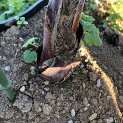 ブラヘアアルマータ　1　希少！ 希少ヤシ ブラヘア アルマータ