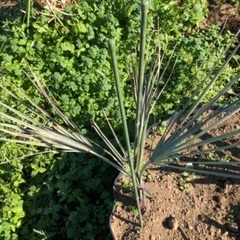 ブラヘアアルマータ　1　希少！ 希少ヤシ ブラヘア アルマータ