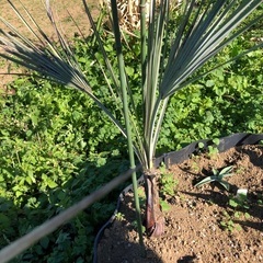 ブラヘアアルマータ　1　希少！ 希少ヤシ ブラヘア アルマータ
