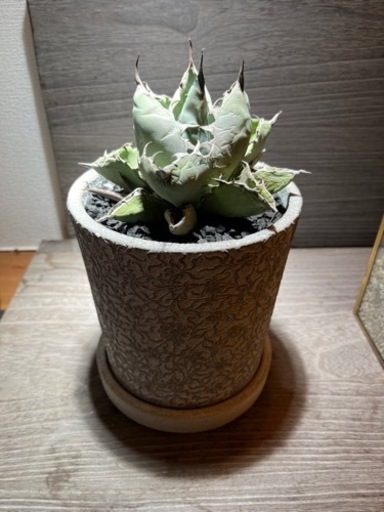 アガベ　agave チタノタ　ブラック&ブルー　大株