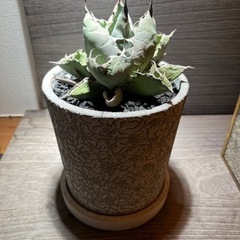 アガベ　agave チタノタ　ブラック&ブルー　大株