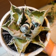 アガベ　agave チタノタ　ブラック&ブルー　大株の画像