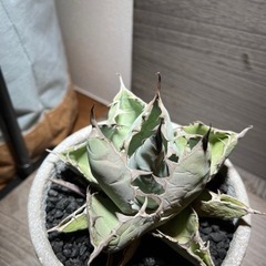 アガベ　agave チタノタ　ブラック&ブルー　大株の画像
