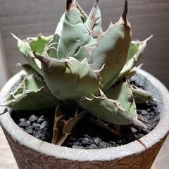 アガベ　agave チタノタ　ブラック&ブルー　大株の画像