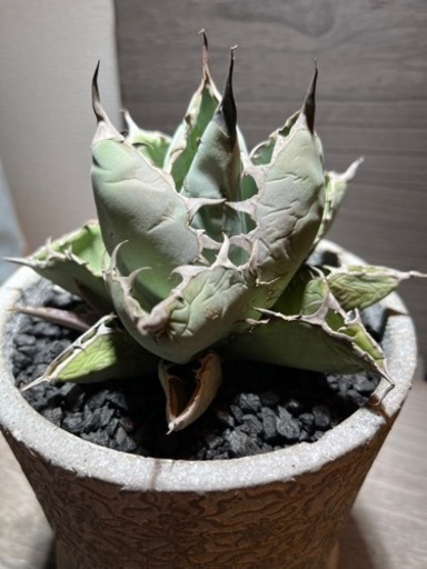アガベ　agave チタノタ　ブラック&ブルー　大株