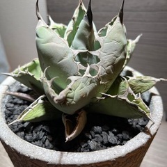 アガベ　agave チタノタ　ブラック&ブルー　大株の画像